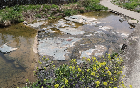 신흥리 공룡발자국 화석산지 이미지