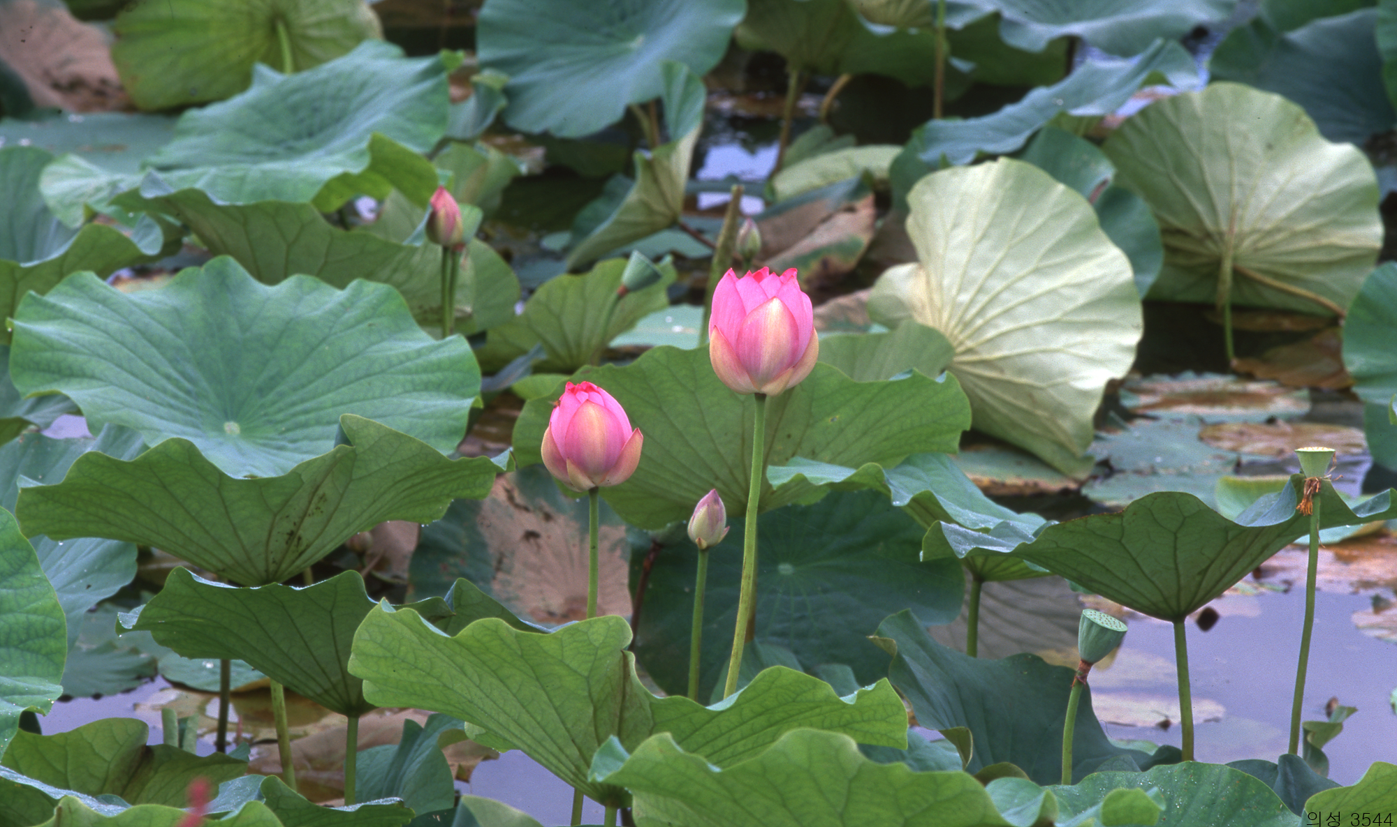 다운로드 불가 이미지