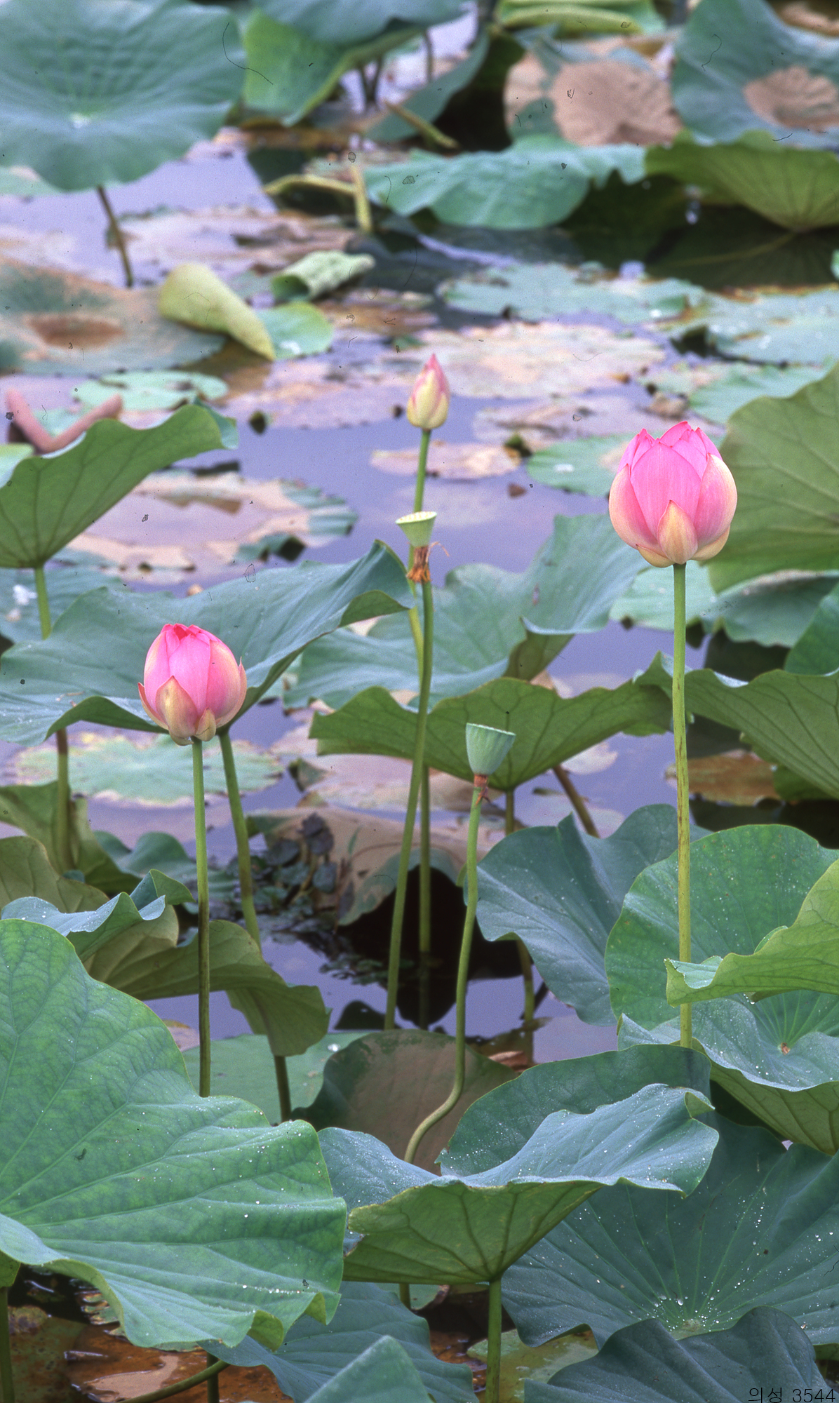 다운로드 불가 이미지