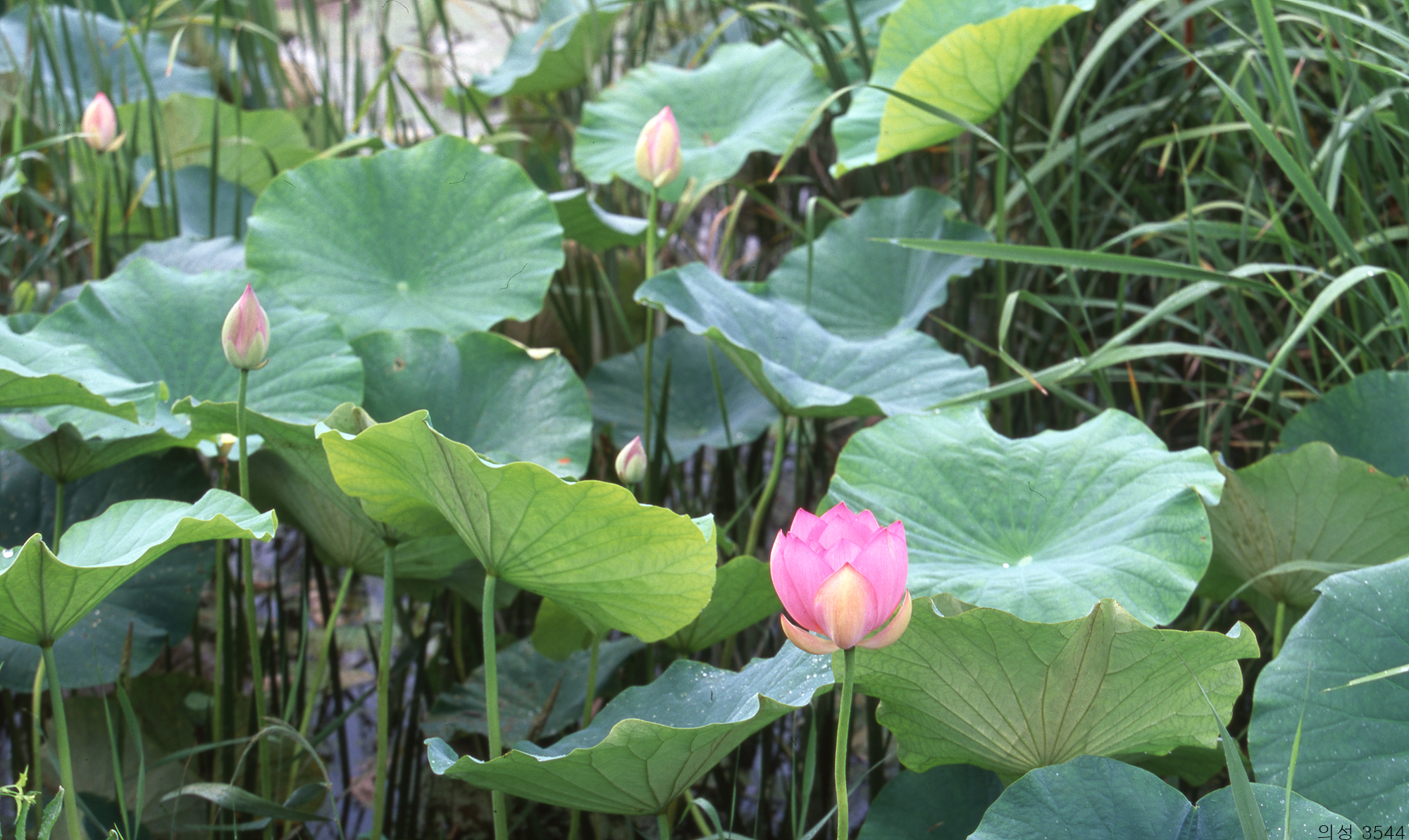 다운로드 불가 이미지