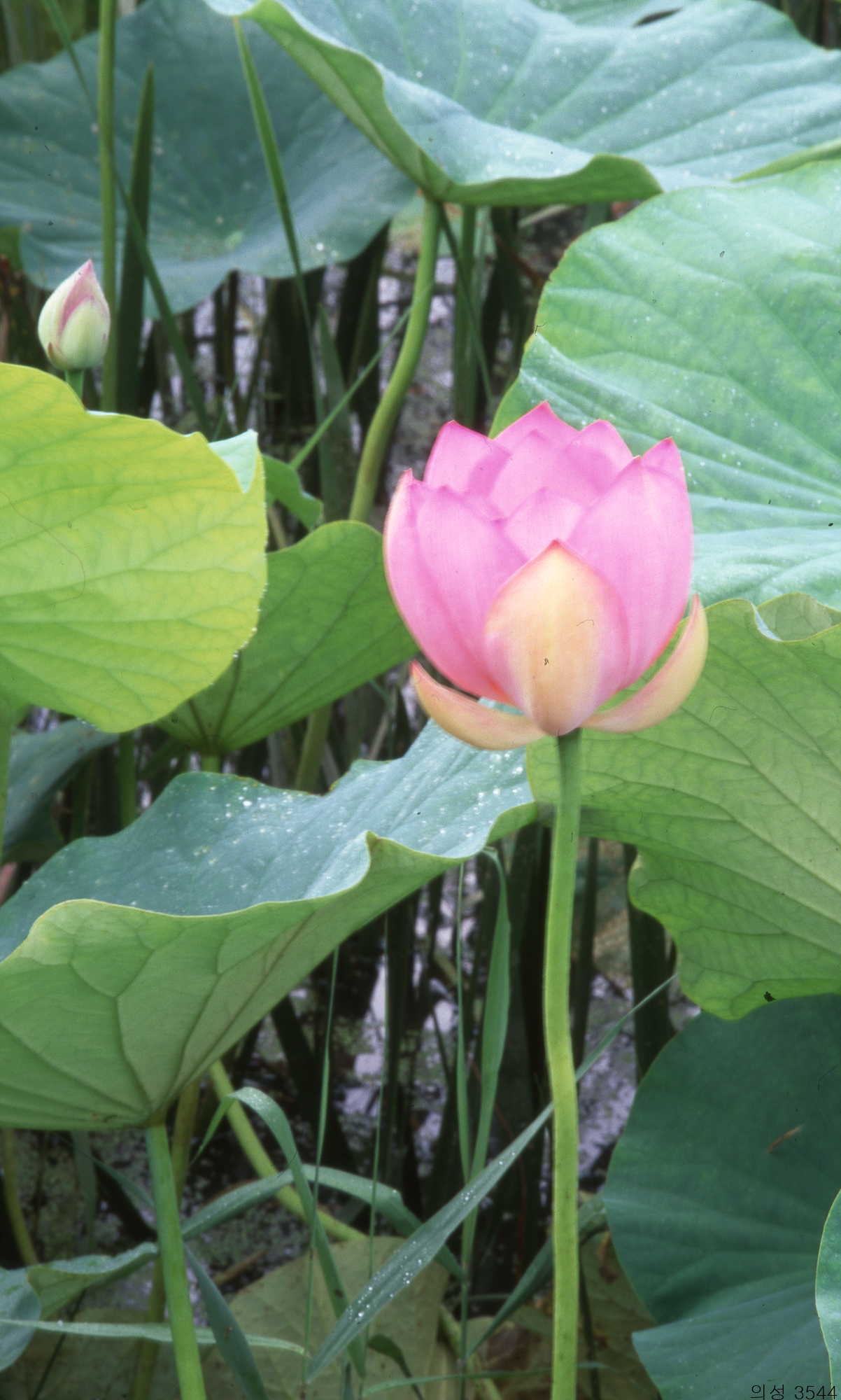 다운로드 불가 이미지