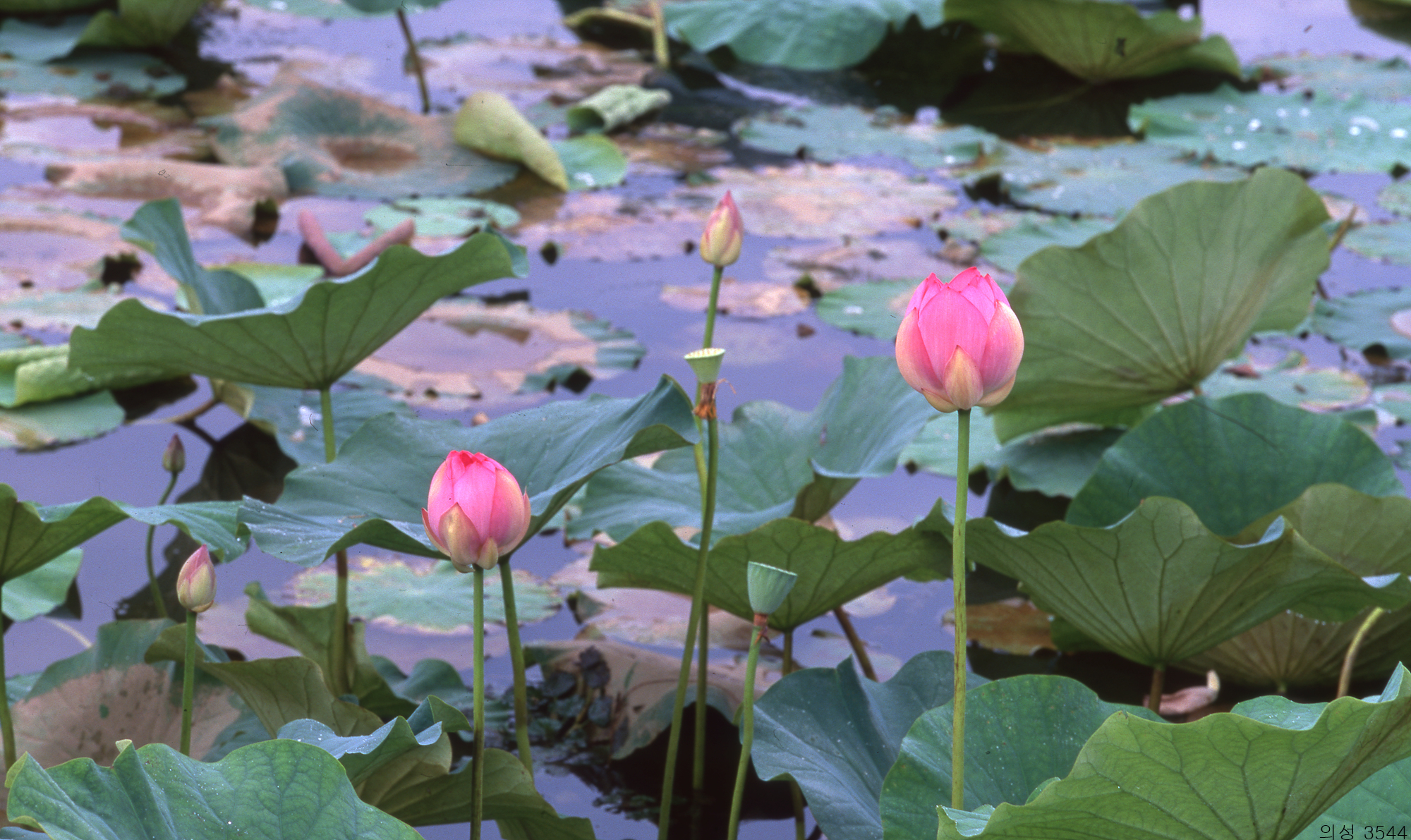 다운로드 불가 이미지