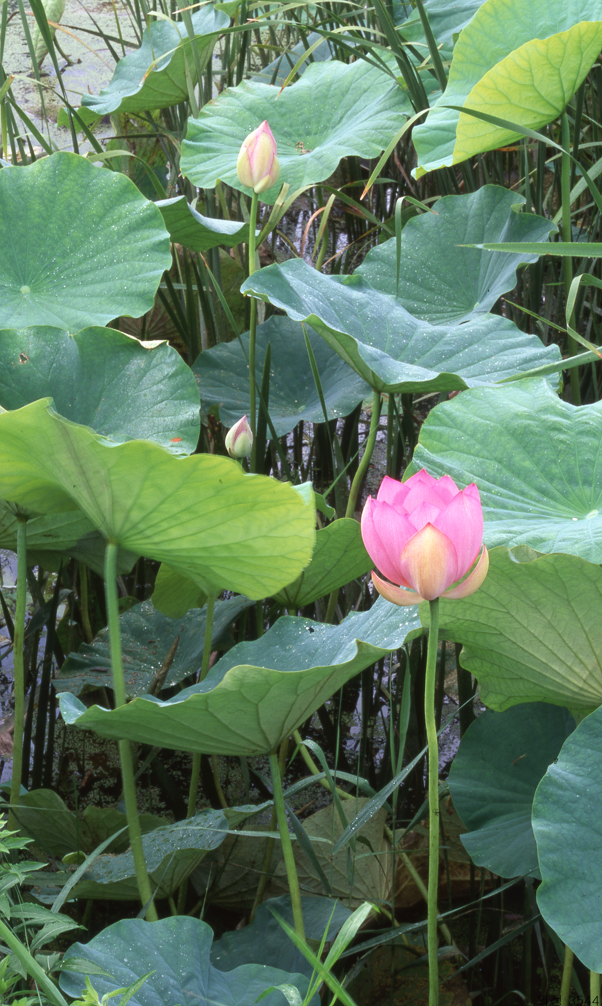 다운로드 불가 이미지