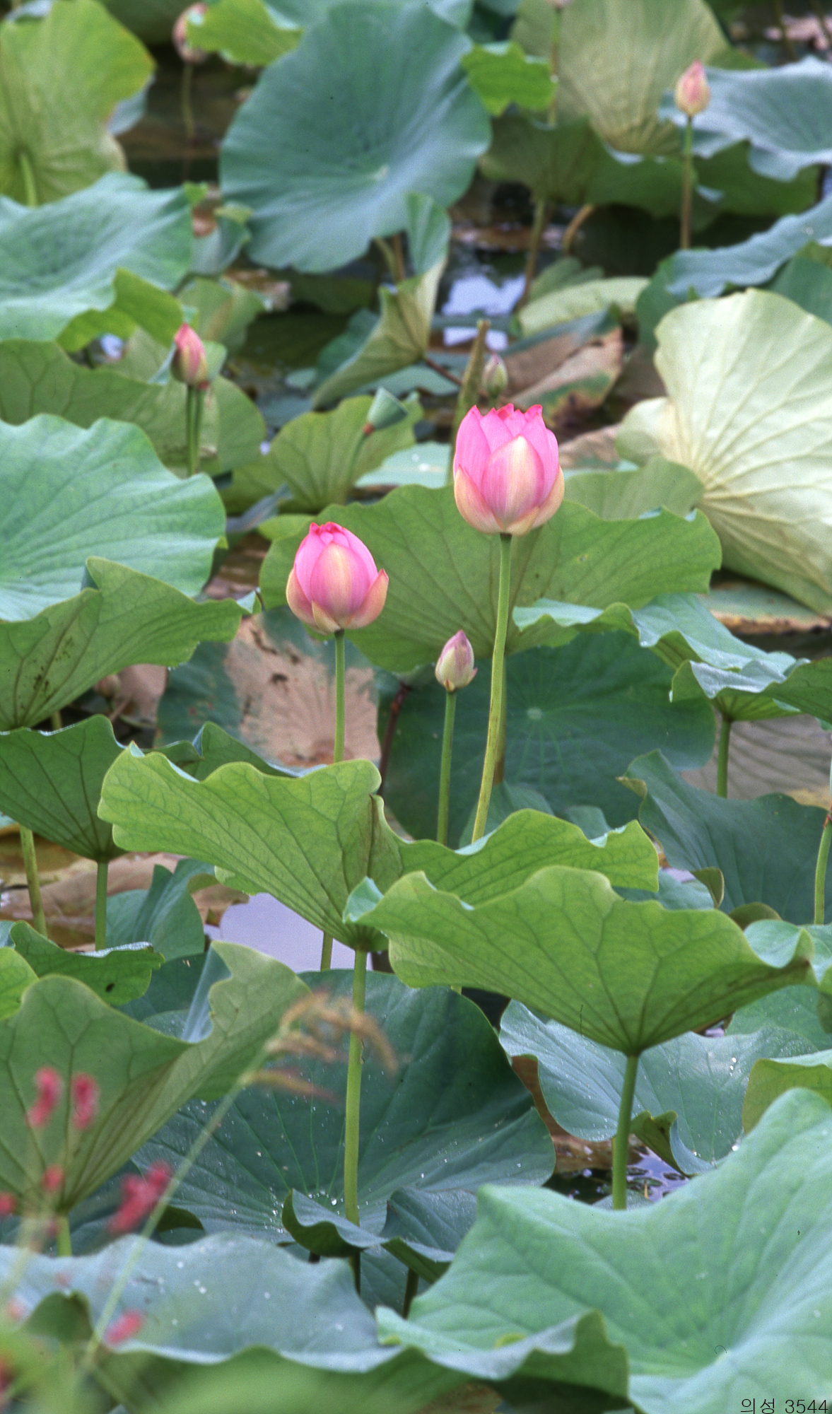 다운로드 불가 이미지