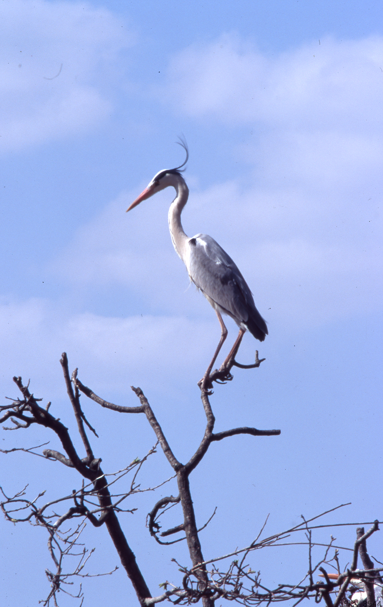 다운로드 불가 이미지