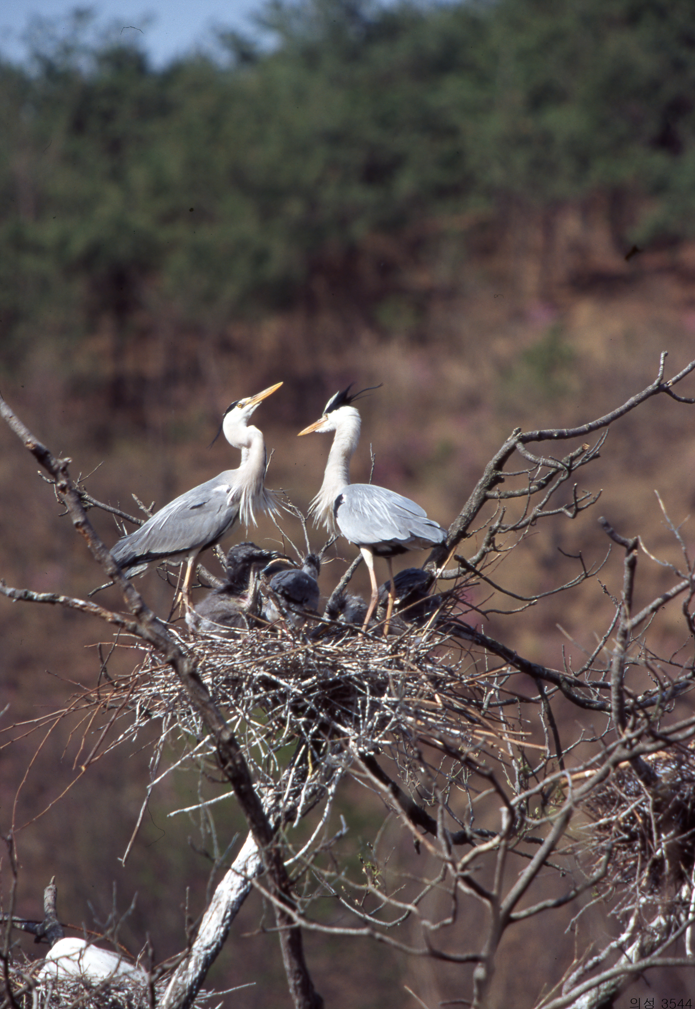 다운로드 불가 이미지
