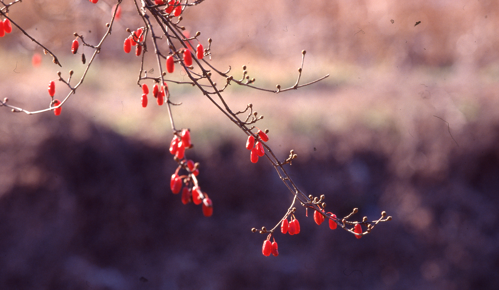다운로드 불가 이미지