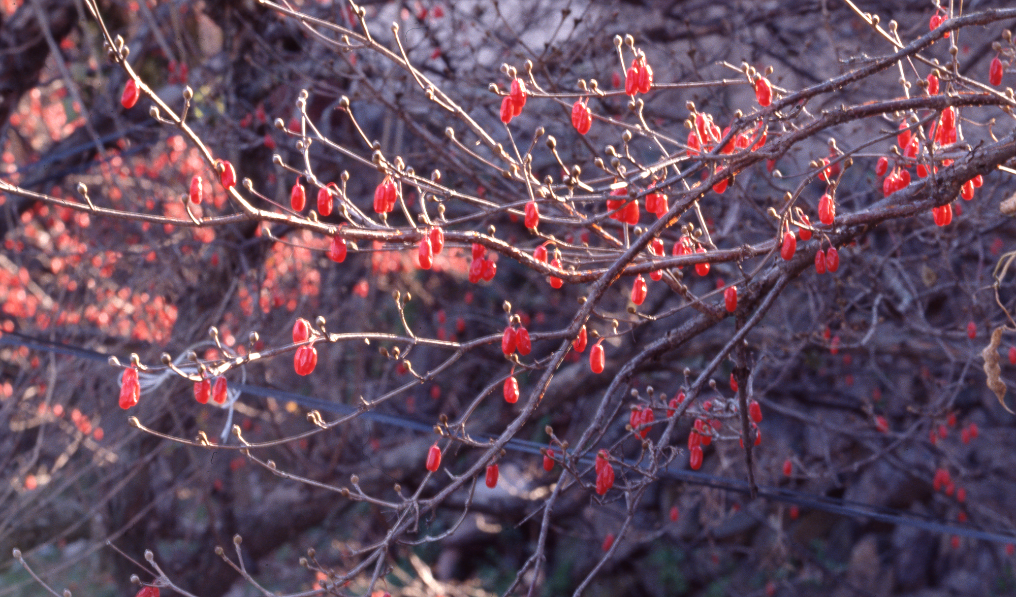 다운로드 불가 이미지