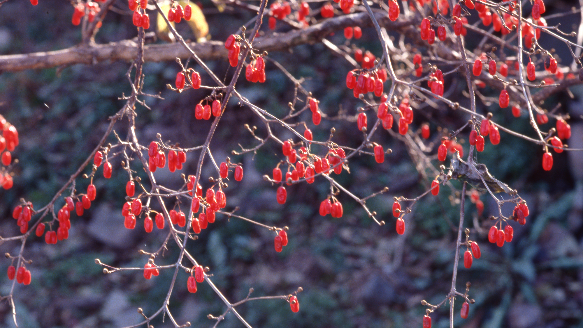 다운로드 불가 이미지