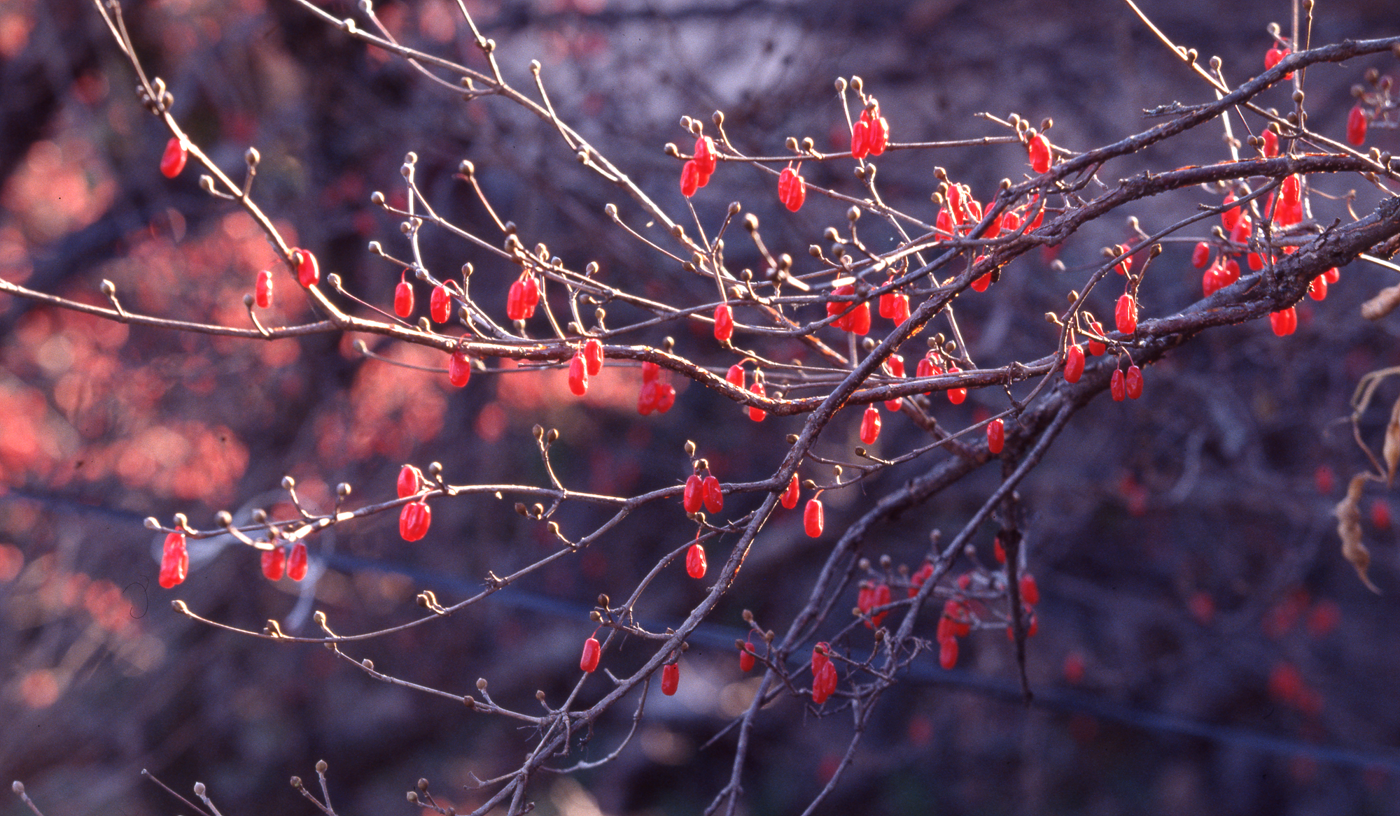 다운로드 불가 이미지
